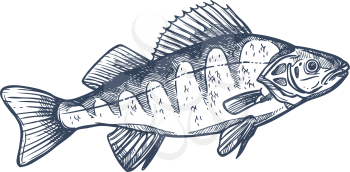 Perch freshwater gamefish family Percidae, common Perca isolated monochrome sketch. Vector yellow perch Perca flavescens, European and Balkhash freshwater animal, found in ponds, lakes, streams