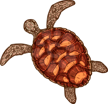 Turtle, isolated nautical tortoise sketch. Vector monochrome marine animal, sea reptile