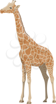 Giraffe wild animal vector isolated icon. African safari zoo and savanna hunt trophy giraffe