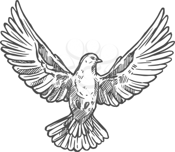 Dove bird front with spread wings. Vector flying dove pigeon sketch icon