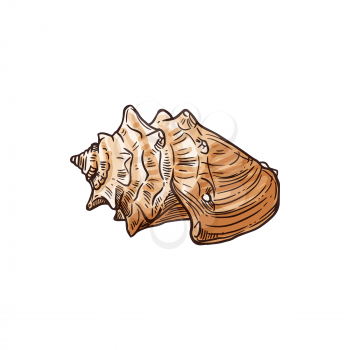 Florida fighting conch isolated Strombus alatus sketch. Ve tor sea snail, marine gastropod mollusk