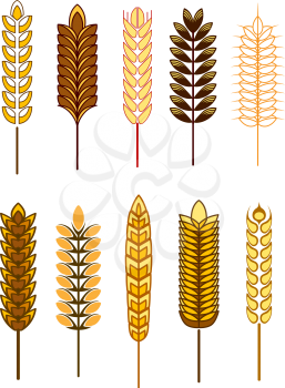 Cereal icons with different designs of golden ears of wheat, barley and rye, vector illustration isolated on white