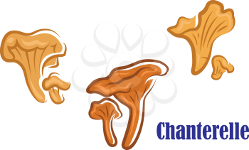 Chanterelle mushroom icons showing three different views of a large and small chanterelle side by side, isoated on white background