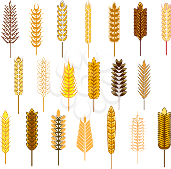 Ears of cereals and grains icons set depicting wheat, rye, barley and oats isolated on white background