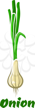 Fresh green onion or scallion vegetable in cartoon style with hollow leaves and round white root bulb isolated on white background 
