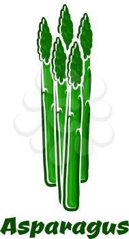 Fresh green asparagus vegetable spears with small bumpy bracts in the top of stems on white background 