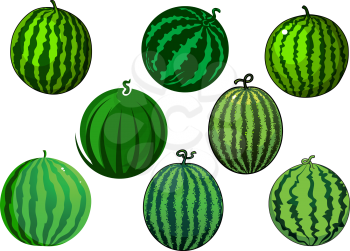 Fresh juicy green watermelons fruits with dark green stripes and spots isolated on white