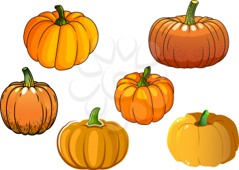 Ripe autumnal orange pumpkin vegetables with broad rounded sides isolated on white background. For agriculture harvest or Halloween party design