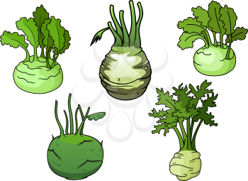 Ripe kohlrabi cabbage vegetables with sappy green leaves isolated on white background, for healthy vegetarian food or agriculture themes design