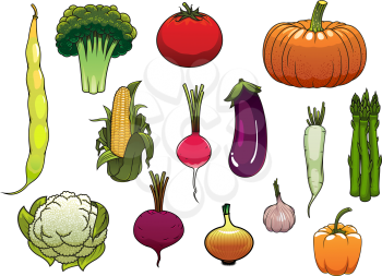 Colorful fresh tomato, pumpkin, corn cob, onion, broccoli, cauliflower, bell pepper, asparagus, eggplant, radish, common bean, daikon, garlic and beet vegetables from the autumn harvest