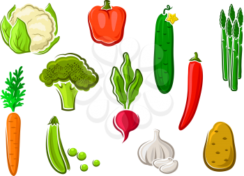 Natural healthy carrot, potato, cucumber, chilli and bell peppers, sweet pea, cauliflower, radish, broccoli, asparagus and garlic vegetables icons. Isolated on white, for vegetarian food themes