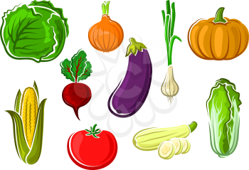 Ripe fresh tomato, cabbage, corn, onion, pumpkin, zucchini, eggplant, beet, scallion and chinese cabbage vegetables isolated on white background