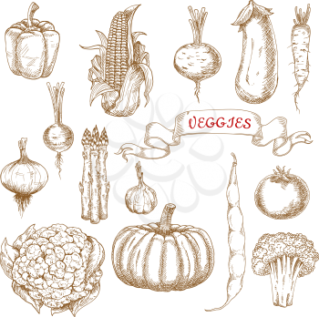 Farm tomato, pumpkin, corn cob, onion, broccoli, cauliflower, bell pepper, asparagus, eggplant, radish, common bean, daikon, garlic and beet vegetables sketches. Isolated on white, for vegetarian food