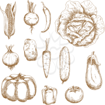 Healthy farm vegetables with corn, cabbage, beet, chili pepper, pumpkin, potato, pepper, carrot, eggplant, cucumber, onion, carrot and tomato. Retro sketch style