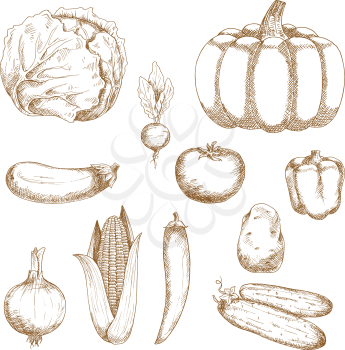 Retro sketches of organic farm cabbage and tomato, chilli and bell peppers, eggplant and onion, sweet corn and cucumber, beet, pumpkin and potato vegetables. Great for vegetarian recipe, agriculture o