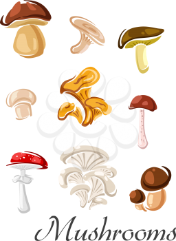 Forest edible and toxic mushrooms with amanita, champignon, cep, chanterelle, oyster, lactarius, boletus and portobello