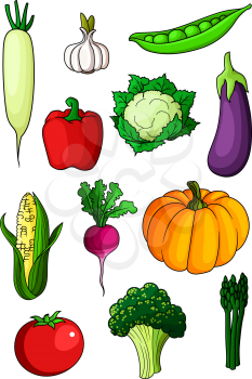 Colorful cartoon healthy vegetables with pepper, eggplant and garlic, tomato and pumpkin, radish and asparagus, broccoli and corn, cauliflower and pea. Isolated on white background