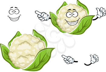 Happy ripe cauliflower vegetable cartoon character with white head of juicy cabbage, wrapped with green leaves