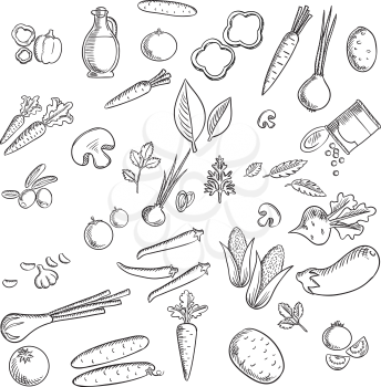 Fresh vegetables and herbs sketches set with tomato, carrot, onion, cucumber, mushroom, potato, corn, chilli and bell pepper, olives, eggplant beet green pea garlic herbs and olive oil