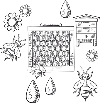 Beekeeping and apiary sketched objects with beehive, frame with honeycombs and bees flying around flowers and drops of honey. Vector sketch
