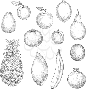 Sweet tropical pineapple and orange, banana and mango, kiwi and apple, pear and peach, avocado and lemon, pomegranate and apricot fruits. Sketches in retro style for cocktail recipe, dessert theme