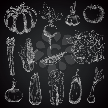 Chalk sketches of corn cob and onion, pumpkin and tomato, beet and pea, eggplant and garlic, zucchini and cauliflower, scallion, asparagus and chinese cabbage vegetables on blackboard. Vintage engravi