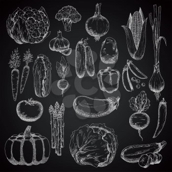 Vegetables chalk sketches on blackboard with tomato, chilli and bell peppers, carrot and cabbage, eggplant and potato, cucumber and onion, corn cob and beet, broccoli and pea, garlic and pumpkin, zucc