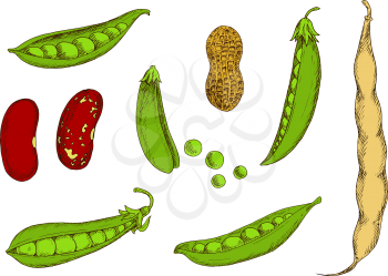 Roasted peanut in shell, fresh pods of sweet pea and common bean with green and red spotted grains. Wholesome vegetables and legumes colored sketches for kitchen interior or organic farming design usa