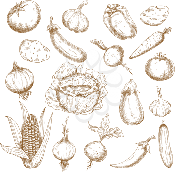 Autumn harvest retro sketches of cabbage, potatoes, tomatoes, heads of garlic, eggplants, onions, corn cob, cucumber, beets, carrot, cayenne and bell peppers vegetables. Agriculture, farming, greengro