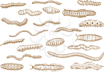 Butterfly and moth caterpillars, larvae of bugs, worms, slugs and variety of centipedes vintage sketch drawing icons. Nature, biology, education theme design