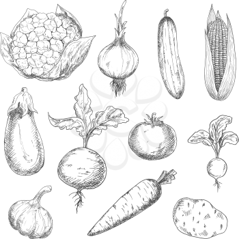 Farm fresh sweet corn, carrot and beetroot, ripe tomato and cauliflower, spicy onion, garlic and radish, tasty potato and eggplant, succulent cucumber vegetables sketches. Engraving stylized veggies f