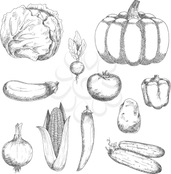 Fresh crunchy cabbage and cucumbers, ripe tomato, potato, eggplant and pumpkin, sweet bell pepper and corn, spicy chili pepper, onion and radish vegetables sketch icons. Organic farming or vegetarian 