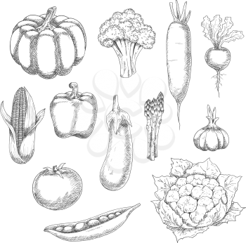 Eco food sketch illustration with organic farm broccoli, pumpkin, tomato, bell pepper, eggplant, corn, sweet peas, garlic, cauliflower, beet, asparagus and daikon vegetables. Old fashioned recipe book