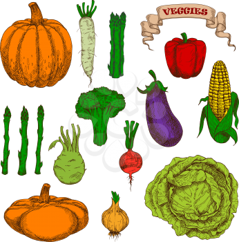Vintage engraving autumnal harvest pumpkin, eggplant, cob of sweet corn, bell pepper, pungent onion, beet, cabbage, broccoli, bunches of asparagus, daikon and kohlrabi vegetables sketches. Great for o