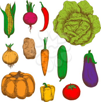 Organically grown fresh cabbage, carrot, potato, sweet corn, onion, chilli and bell peppers, tomato, beet, pumpkin, cucumber, eggplant vegetables vintage colorful sketches. Engraving stylized vegetabl