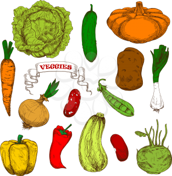 Healthful organic fresh carrot, onion, pumpkin pea leek cayenne pepper, beans potato cabbage bell pepper, zucchini kohlrabi vegetables engraving sketches. Agriculture harvest, vegetarian restaurant me
