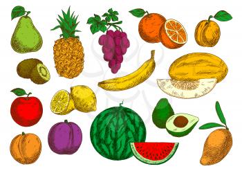 Sweet flavorful tropical mango and banana, pineapple and oranges, avocado, kiwis and lemons, selected garden apple, peach and grapes, pear, plum and apricot, ripe melon and watermelon fruits sketches