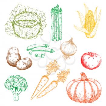 Ripe autumnal sweet orange pumpkin and carrots, green pods of peas, cabbage, broccoli and bundle of asparagus, yellow corn cob and pungent onion, tasty red tomato and potato vegetables isolated sketch