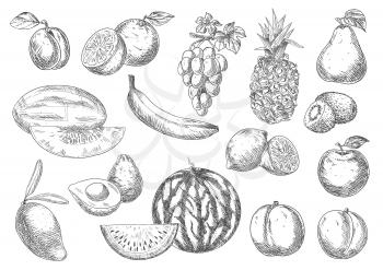 Selected fresh fruits sketches with apple and oranges, lemons, banana and peaches, mango, pineapple and grapes, pear, plum and melon, avocado, watermelon and kiwis
