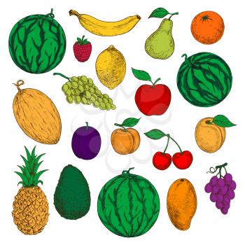 Colored sketched fresh apple, orange and mango, banana, lemon and peach, green and purple grapes, cherries and raspberry, watermelon, pineapple and pear, melon, avocado and apricot fruits. Healthy and