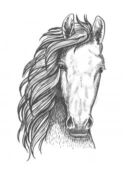 Wild mustang isolated sketch symbol for wildlife theme or t-shirt print design usage with close up portrait of a head of american free-roaming or feral horse.