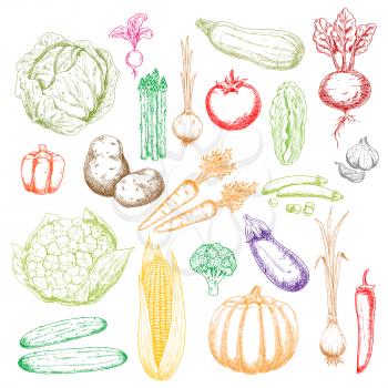 Fresh green cabbages, peas and cucumbers, cauliflower, asparagus and broccoli, red tomato, beet, peppers and radish, orange pumpkin, carrots and onions, corn cob, zucchini and garlic, potatoes and egg