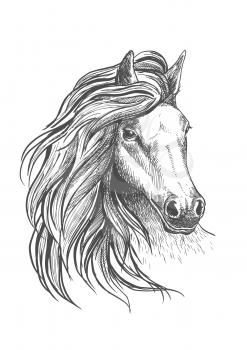 Sketch of horse head with glorious wavy mane and calm look, playful glance and elegant neck. Isolated on white. For equestrian sport design