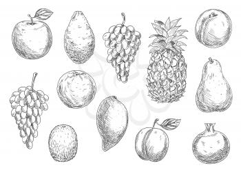 Sketch of vegetarian fruits in retro style. Naturally grown ripe apple and fresh mango, exotic pineapple and mature avocado, raw melon and tasty apricot, grape branch and kiwi, pear and garnet or pome