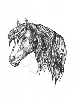 Calm looking horse head sketch with charming curly mane, happy glance. For mascot design or wildlife symbol, fauna or equestrian sport themes.