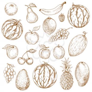 Vegan fruits sketch in vintage style. Organic ripe apple and exotic mango, fresh pineapple and raw avocado, mature melon and tasty apricot, grape branch and kiwi, pear and naturally grown plum.