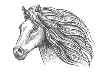 Mare or stallion young horse head sketch with eager look and bushy mane, thoughtful glance and beautiful neck. For fauna themes and wildlife symbol, mascot design or equestrian sport