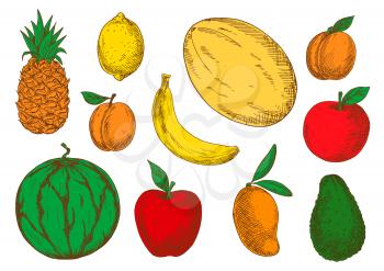 Colorful sketch of vegetarian fruits. Exotic mango and raw avocado, tasty melon and mature pineapple, juicy watermelon and fresh apricot, sour lemon or lime and big melon