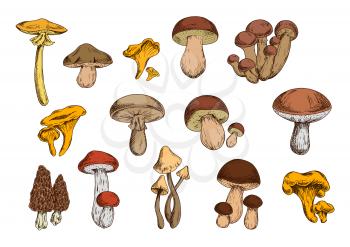 Mushrooms vector set with edible lactarius, boletus, chanterelle, morel, honey fungus and poisonous agaric, toadstool. Organic food isolated icons