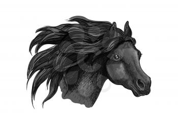 Black horse sketch portrait. Isolated head of running mustang head on white background